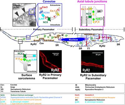 Functional Microdomains in Heart’s Pacemaker: A Step Beyond Classical Electrophysiology and Remodeling